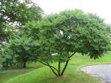 Саженцы Уксусного дерева (Сумаха Пушистого Оленерогого) и много других растений